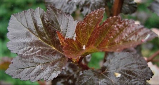 feuille de physocarpus diabolo